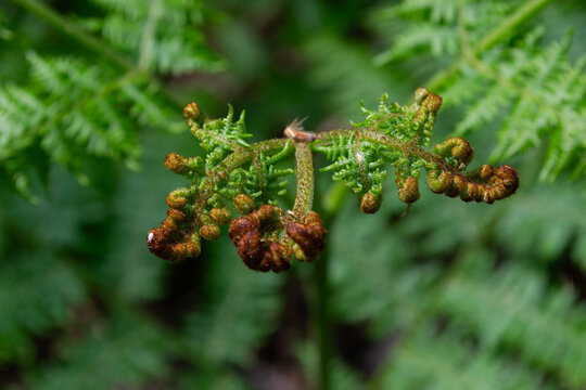 Young Fern Fronds Unfurling in Spring Woodland
