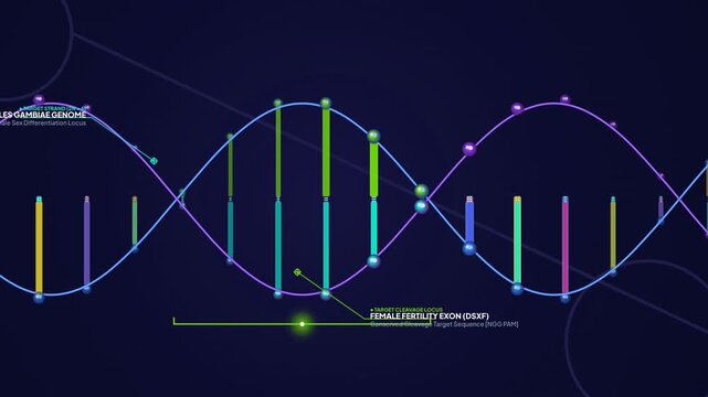 Explanatory animation of CRISPR-Cas9 gene drive technology used to eradicate the Anopheles gambiae mosquito population by targeting female fertility and showcasing super-Mendelian inheritance