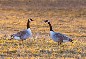 Migrating Canada geeze on a field © Tommi Syvänperä 