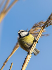 Blue tit on a reed © Tommi Syvänperä 