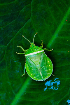 green tea leaves