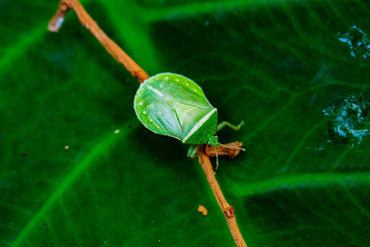 green leaf with drops of water