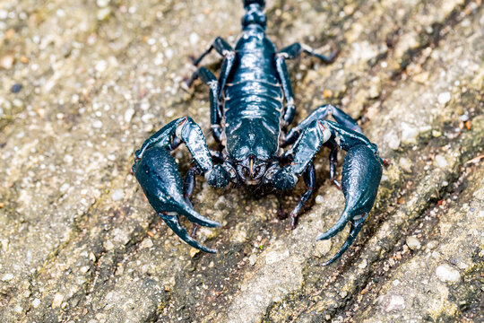 scorpion on blue sky background