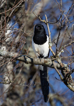 Euraasian magpie on a branch