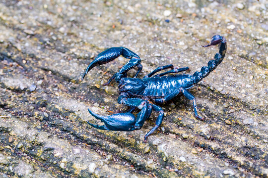 scorpion on blue background