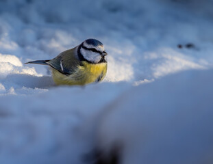 Blue tit in winter on a snowy rock © Tommi Syvänperä 