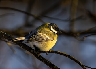 Great tit in winter sitting on a branch  © Tommi Syvänperä 