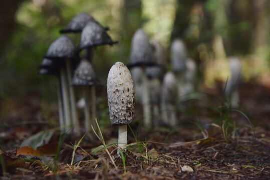 Coprinus comatus. Shaggy ink cap.Wild mushrooms