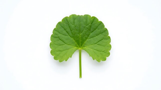 Fresh green gotu kola leaf isolated on white isolated on white background