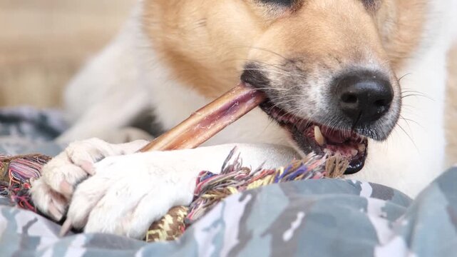 Natural dried treats for dogs for teeth cleaning and training. cute mixed breed dog eating dry beef penis treat