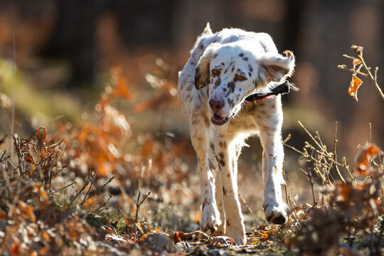Perro setter ingl&eacute;s corriendo por el bosque iluminado por luz dorada. Fotograf&iacute;a en movimiento de perro de caza en la naturaleza.