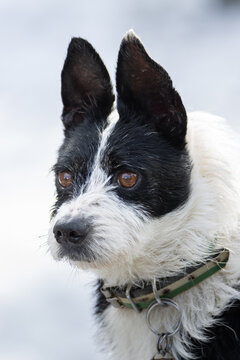 Retrato en primer plano de perro de caza mestizo o podenco con orejas erguidas y mirada atenta. Fotograf&iacute;a canina en la naturaleza.