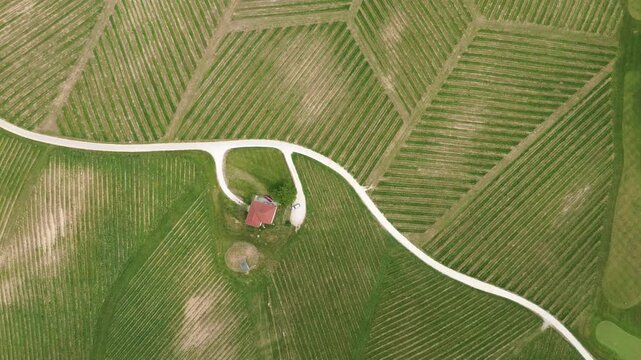 Top-down aerial drone view of vineyards near Slovenske Konjice, Slovenia, showing vineyard rows, a winery estate, green hills and surrounding countryside.