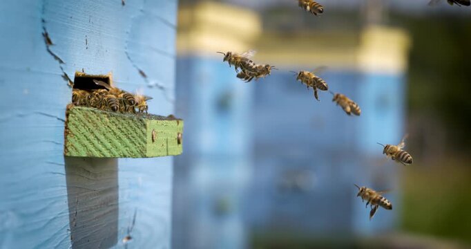 Honey bees flying at blue wooden beehive entrance.