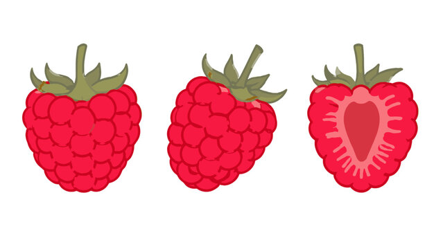 Hand drawn raspberry set with whole berries and a cut half