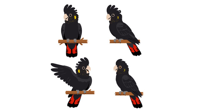 Red-tailed black cockatoo pose set with yellow cheek spots