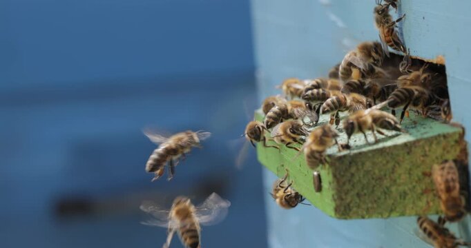 Honey bees fly near a beehive. Bees are best known to humans for their ecological roles as pollinators. Honey bees flying into wooden beehives.