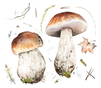 Watercolor hand drawn set of porcini mushrooms with roots, soil, moss, pine twigs, autumn maple leaf, isolated on white background. Rustic woodland clipart for fall and nature design