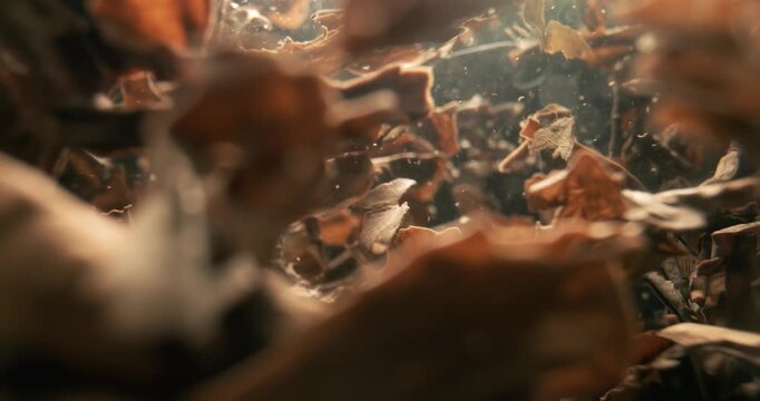 Black tea leaves brewing in hot water. Shot on super slow motion camer.
