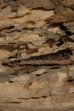Vertical close up of damaged wooden structure ruined by termites .Suitable for pest infestation, property damage, wood decay, construction, repair, and maintenance concepts