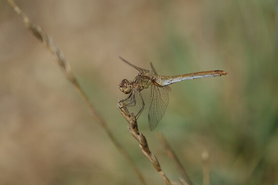 the female southern darter dragonfly (Sympetrum meridonale)