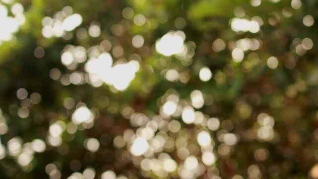 Abstract natural bokeh footage displaying soft out of focus glowing light spots shimmering and flickering through green tree leaves during daytime in an outdoor park for video background