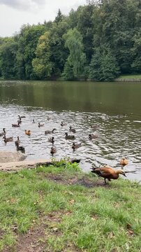 ducks paddle near the shore and cross the pond in small groups, leaving visible wakes beneath a wooded bank and illustrating flock movement, aquatic wildlife and natural habitat
