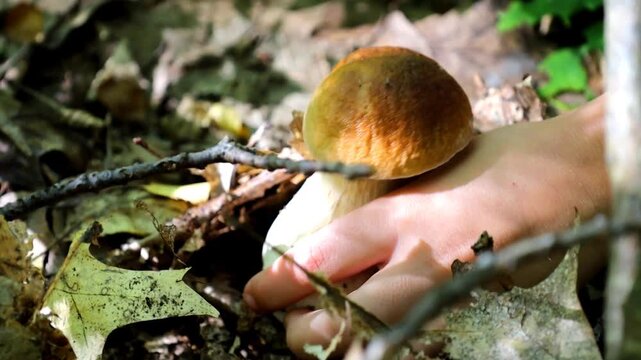 A human hand gently touches the brown cap of an edible mushroom (likely a bolete or porcini) growing amidst fallen autumn leaves, branches, and green plants on the moist soil of the forest floor durin