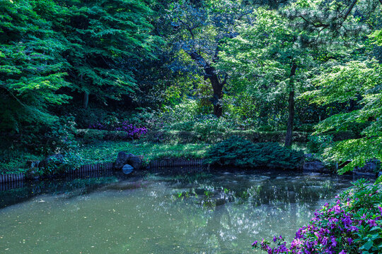 Purple azaleas blooming along the quiet pond surrounded by deep greenery at Kansenen Park, May 2024