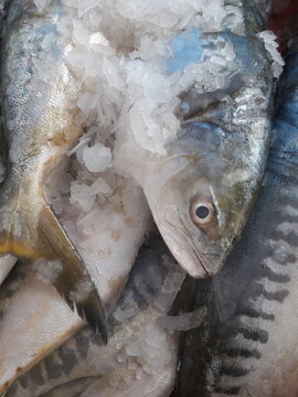 Fresh horse mackerel fish on ice at Al Hoceima fish market, close up eyes, Rif Morocco