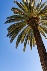 palm tree against blue sky © Géza