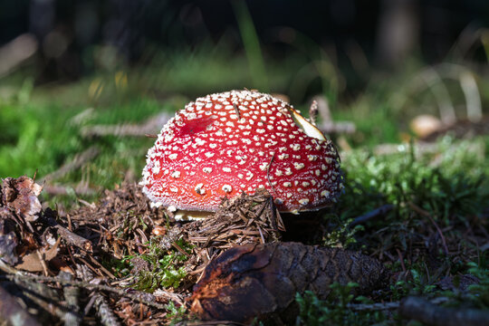 Red fly agaric mushroom cap with white specks upon mossy forest ground