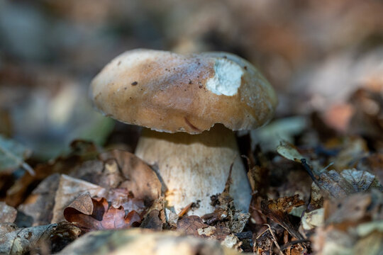 Porcini mushroom with thick white stem and brown cap upon forest floor