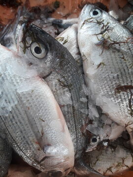  Fresh Oblada melanura black seabream fish on ice at Al Hoceima fish market, close up fish eyes, Rif Morocco