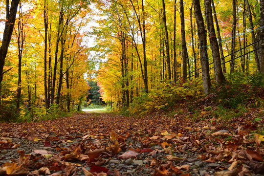 A path in autumn, Sainte-Apolline, Qu&eacute;bec, Canada