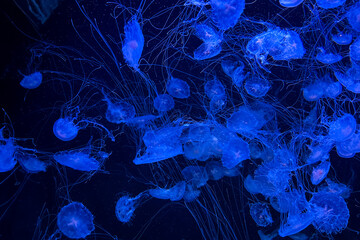 Group of blue jellyfish swimming in the dark ocean water against a deep black background Group of blue jellyfish swimming in the deep ocean water against a dark black background © ir1ska