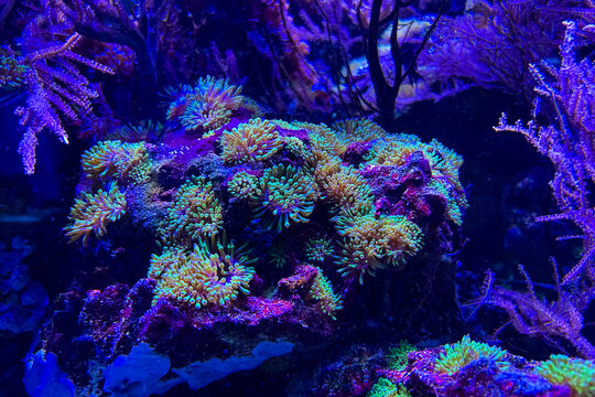 Colorful sea anemones growing on a rock reef formation with a dark blue ocean water background Colorful sea anemones grow on a rock formation in an underwater environment with a dark blue background
