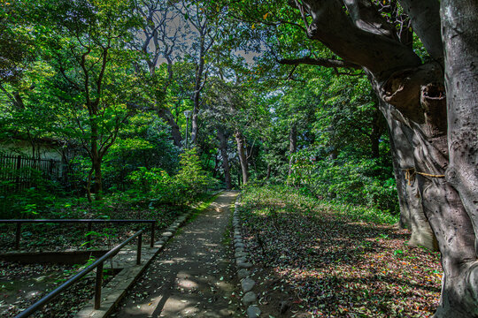 Walking path passing by a large, venerable tree with a thick trunk at Kansenen Park, May 2024