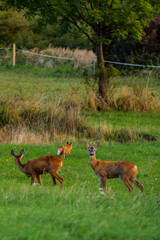 Roe deer and landscape © Adam Sadlak