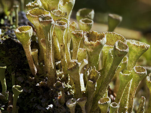  Focus stack macro shot of green pixie cup lichen (Cladonia fimbriata) growing on a mossy tree stump in a forest.