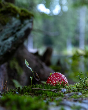 Fly agaric mushroom in green moss in autumn
