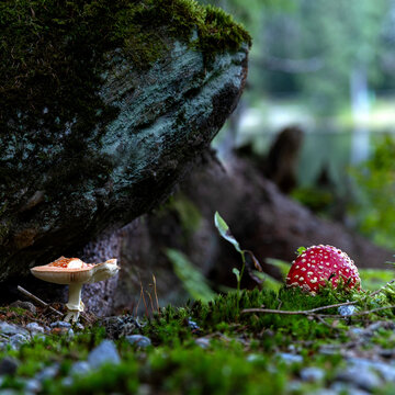 Fly agaric mushroom in green moss in autumn