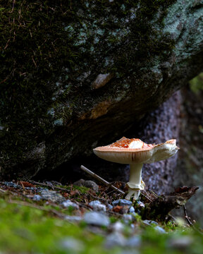 Fly agaric mushroom in green moss in autumn