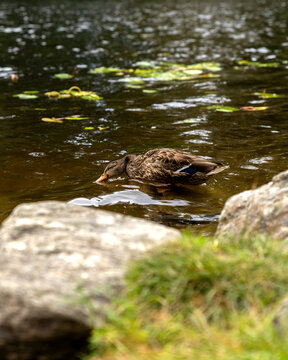 Duck drinking water on a lake