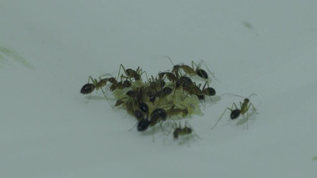 A small group of ants protecting a bunch of larvae eggs stuck under clothing og white pillow.