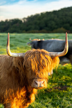 Highland cow with symmetrical horns