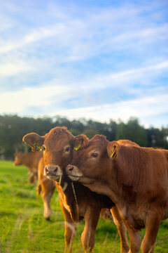 Calves on pasture in warm sunlight