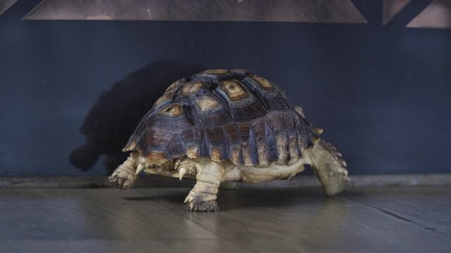 An african spurred tortoise is walking along a reflective polished stone surface and fighting its own mirrored image inside of am open air restaurant.