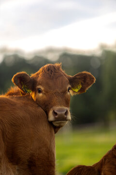 Calves on pasture in warm sunlight