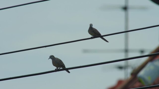 Close up view of a pair of zebra dove bird as they are standing on an electrical wire while strong wind badgering their feathers, with sunny clean sky in the background.